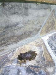Dendropsophus padreluna