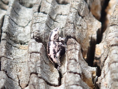 Eudiagogini
