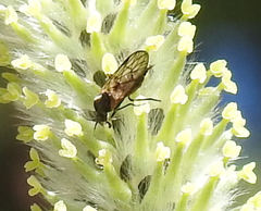 Iteaphila