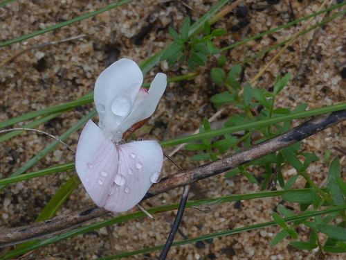 Tephrosia hispidula (Michx.) Pers.