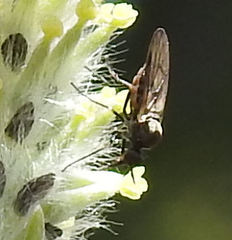 Iteaphila