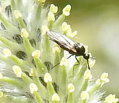 Iteaphila