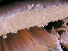 Microlinyphia sterilis