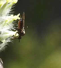 Iteaphila