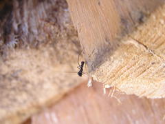 Microlinyphia sterilis