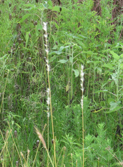 Bothriochloa torreyana