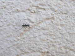 Microlinyphia sterilis