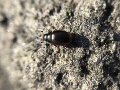 Cercyon littoralis
