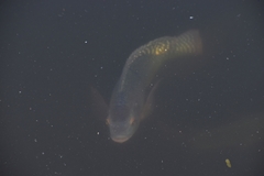 Oreochromis aureus
