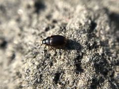Cercyon littoralis