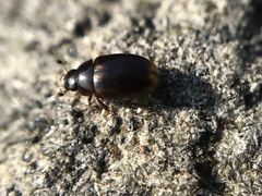 Cercyon littoralis