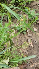 Polygala verticillata