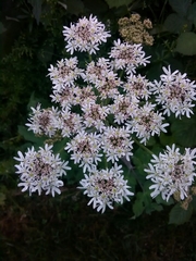 Heracleum sphondylium sphondylium