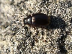 Cercyon littoralis