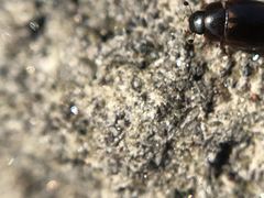 Cercyon littoralis