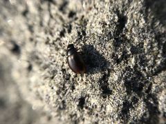 Cercyon littoralis