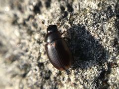 Cercyon littoralis