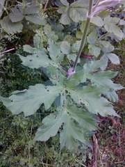 Heracleum sphondylium sphondylium