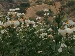 Romneya coulteri