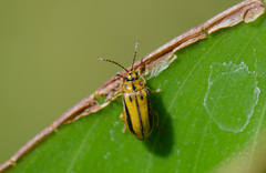 Xanthogaleruca luteola