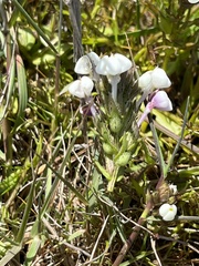 Triphysaria versicolor