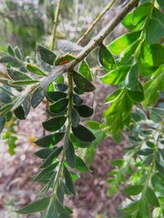 Acacia vestita