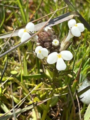 Triphysaria versicolor
