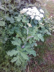 Heracleum sphondylium sphondylium