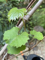 Vitis rotundifolia rotundifolia