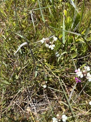 Triphysaria versicolor