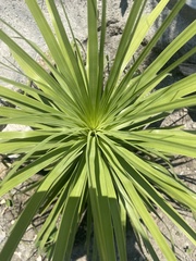 Nolineae