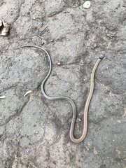 Sibynophis collaris