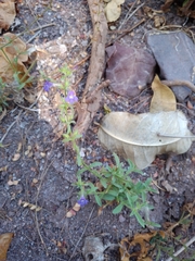 Stemodia durantifolia