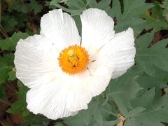 Romneya coulteri