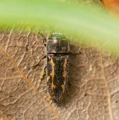 Acmaeodera neglecta neoneglecta