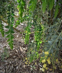 Acacia vestita
