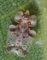 Corythucha juglandis