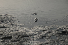 Periophthalmus modestus