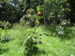 Abutilon × hybridum