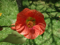 Abutilon × hybridum