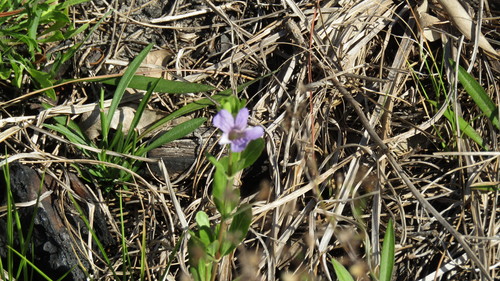 Dyschoriste oblongifolia image