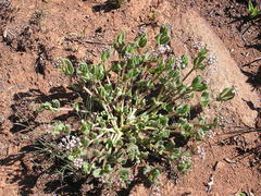 Xysmalobium parviflorum