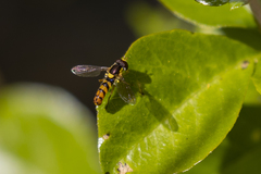 Sphaerophoria pyrrhina