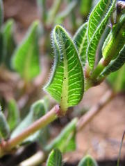 Xysmalobium parviflorum