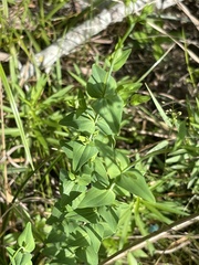 Hypericum gymnanthum