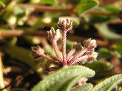 Xysmalobium parviflorum