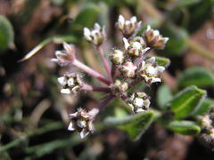 Xysmalobium parviflorum