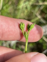 Hypericum gymnanthum