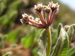 Xysmalobium parviflorum