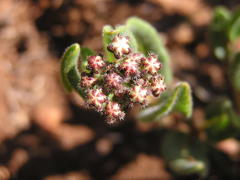Xysmalobium parviflorum